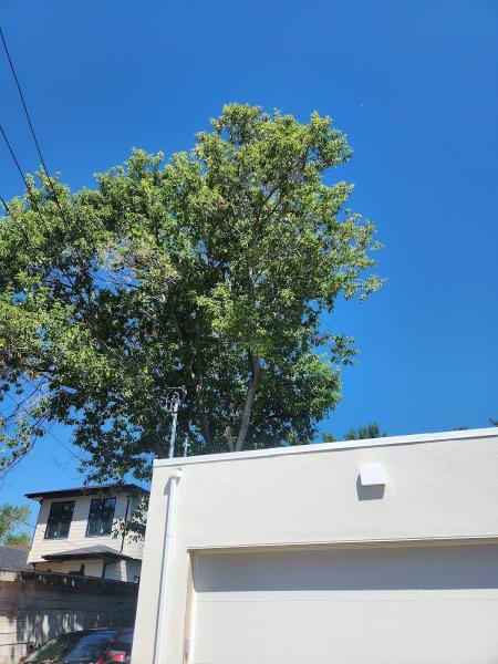 Stubborn Stump Grinding and Tree Care