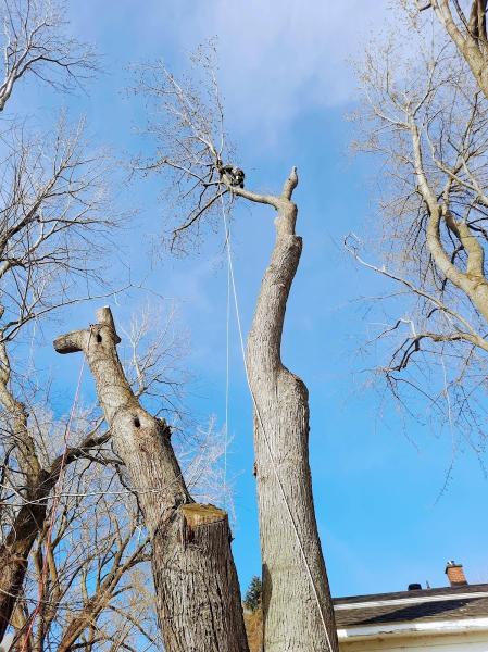 Services d'Arbres Gervais