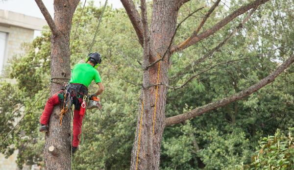 Rideau Tree Services