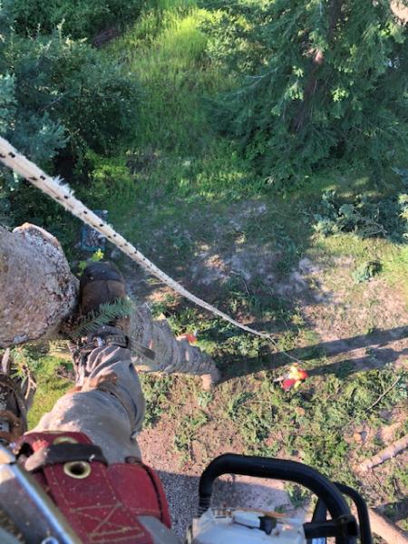 Quantum Tree Services