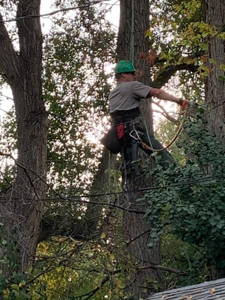 Crowe Tree Service Inc