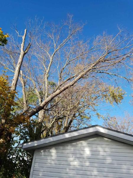 Big Wood Tree & Yard