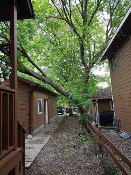 Big Wood Tree & Yard