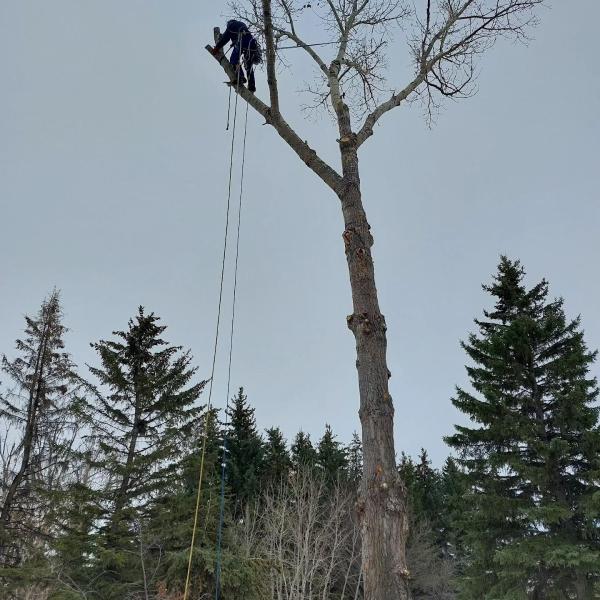 Mountain Country Tree Care