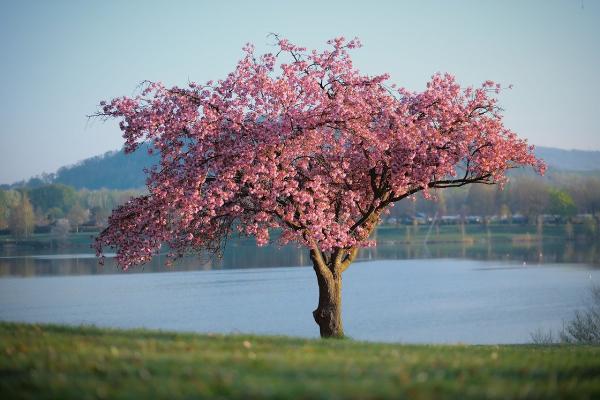 Brooklin Tree Solutions