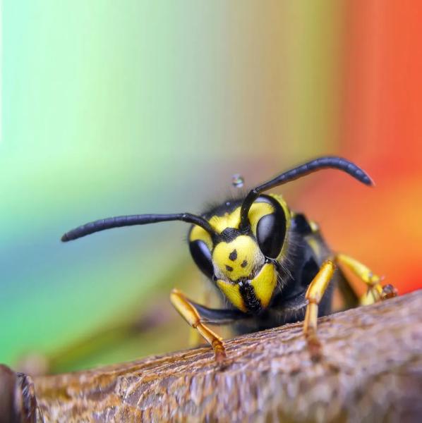 Pelchat Gestion Parasitaire