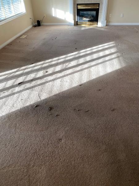 Eco Choice Carpet Cleaning