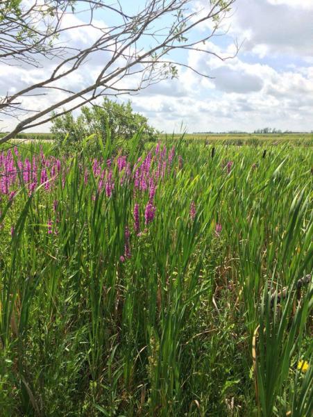 Prairie Environmental Services Ltd