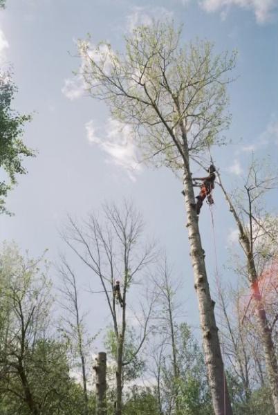 Arbtech Tree Care Services