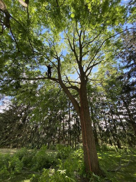 Arbtech Tree Care Services