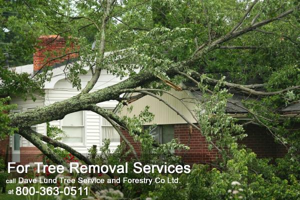 Dave Lund Tree Service and Forestry Co Ltd.