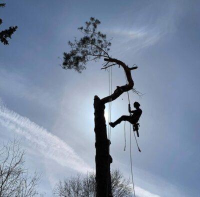 Davidson Tree Care