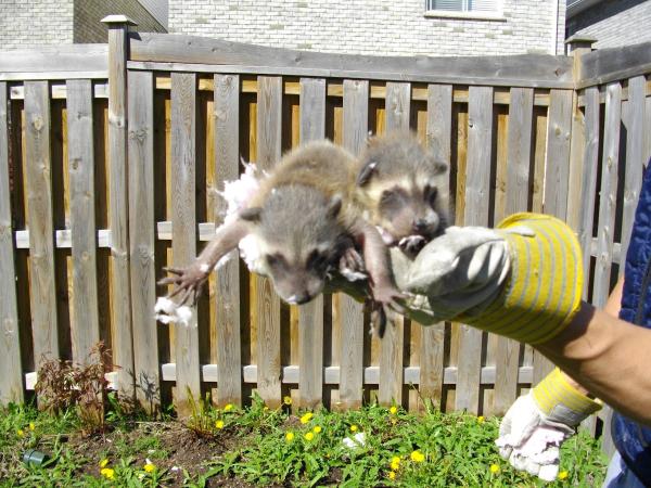 AAA Professional Wildlife Control