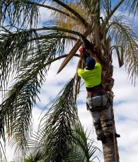 Tree Service Moncton