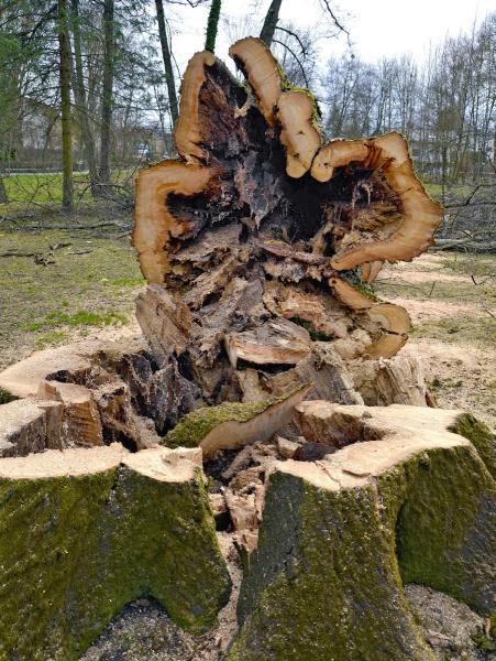 Tree Service Moncton