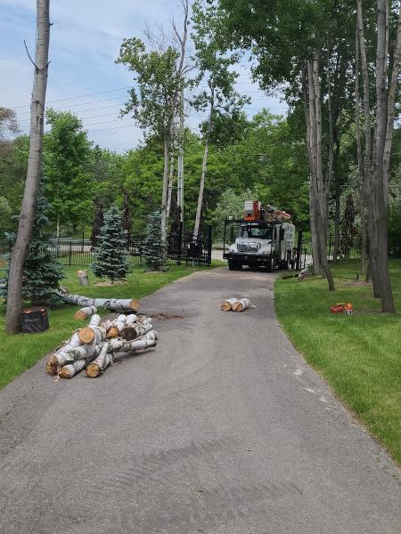 Clearview Tree Service