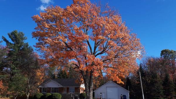 Ben Girard Arboriculture