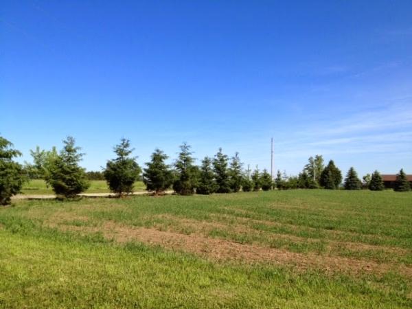 Ontario Tree Moving and Spading