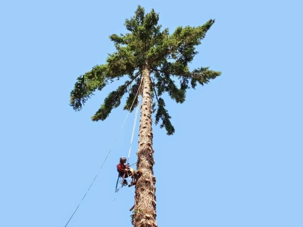 Scotty Tree and Arborist Service