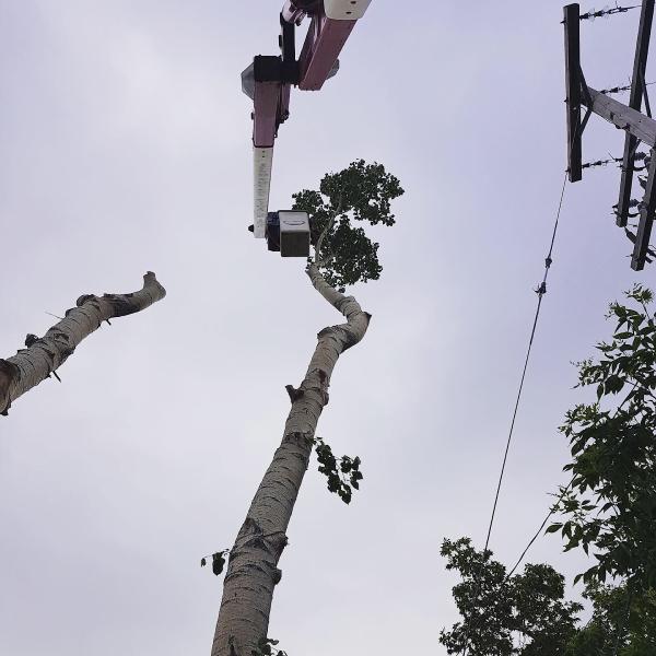 Vertical Limits Tree Care Services