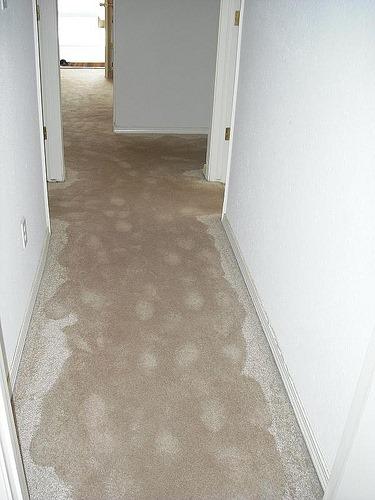 Shiny Carpet Cleaners