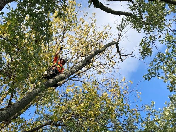 Tim's Tree Trimming & Removal