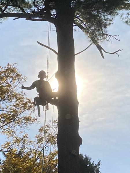 Tim's Tree Trimming & Removal