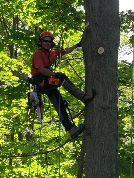 Tim's Tree Trimming & Removal