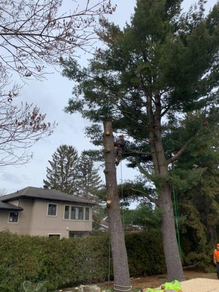 Quinn Tree Removal & Landscaping