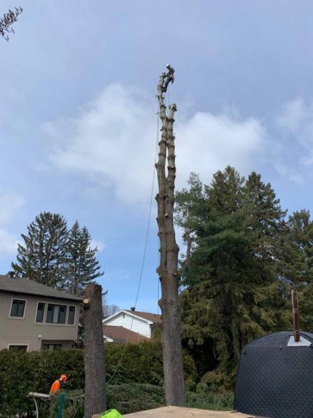 Quinn Tree Removal & Landscaping