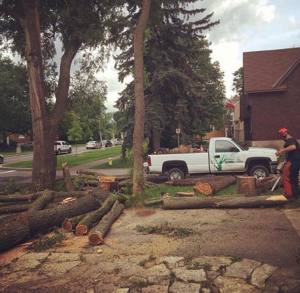 Quinn Tree Removal & Landscaping