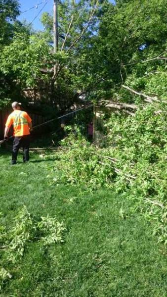 Paz's Tree Care