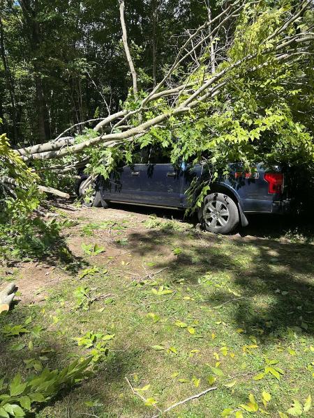 A Perfect View Tree Service