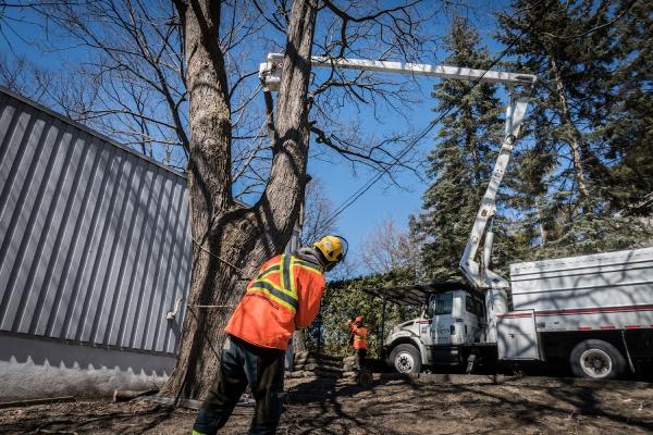 Ashley's Tree Care