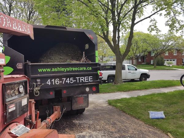 Ashley's Tree Care