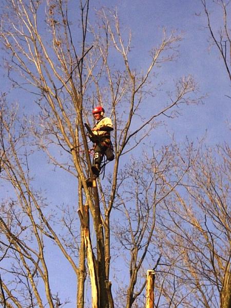 King Tree Service