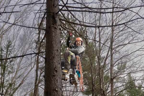 Au Coeur de l'Arbre