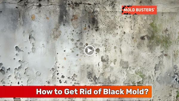 Mold Busters Ottawa