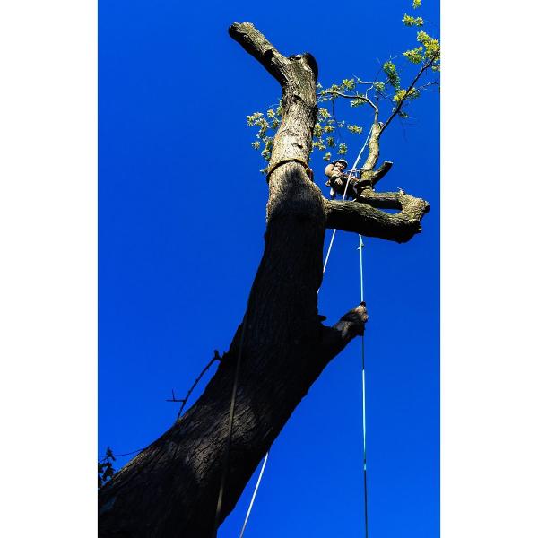 Treeangle