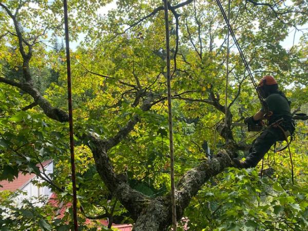 Les Arboristes Grimpeurs