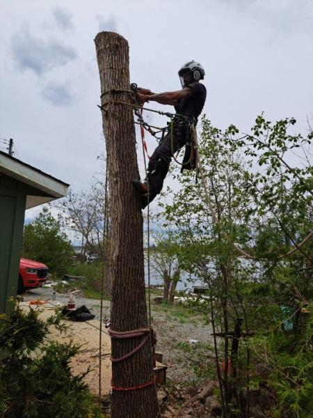 Top Down Tree Removal