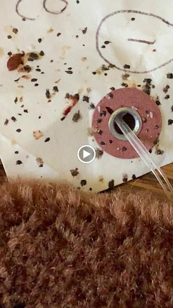 Pest Solution Services