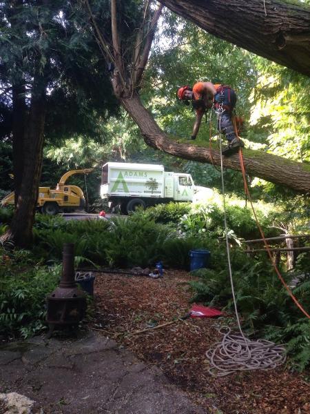 Adams Tree Service