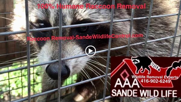 AAA Sande Wildlife Control