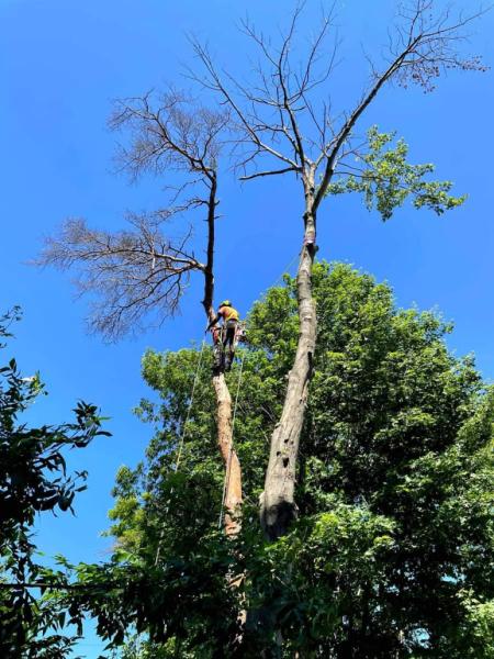 Arborscience Tree Specialist