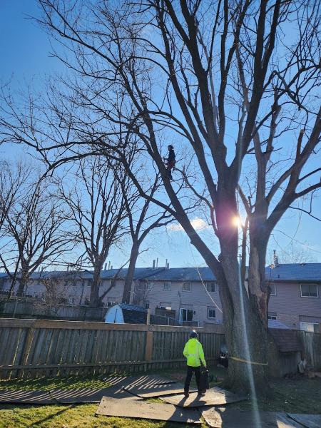 Arborscience Tree Specialist