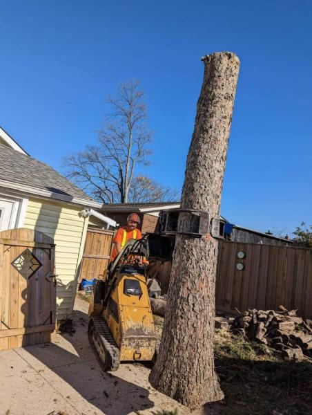 Arborscience Tree Specialist