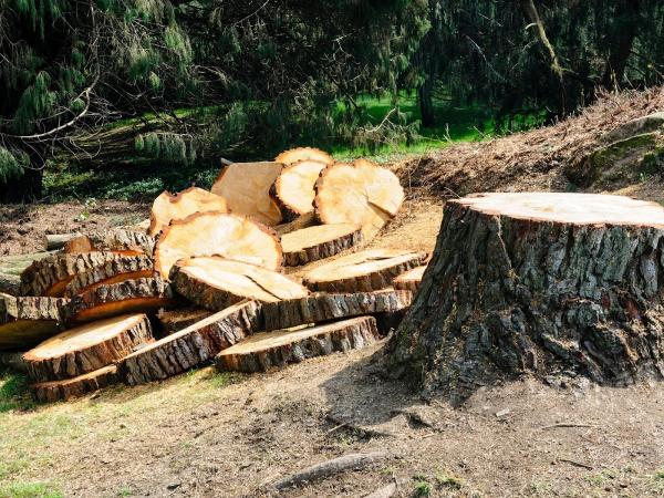 Halifax Tree Removal