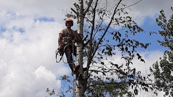 Service d'Arbres du Quartier