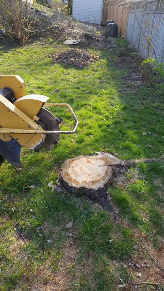 Ben's Stump Removal